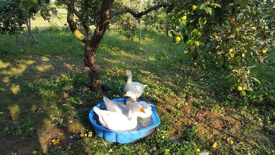 Bed And Breakfast - Die Aelplersuit Fuer Backpackers Im Berghuesli Linthal Esterno foto